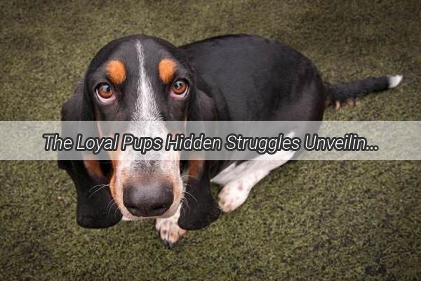 The Loyal Pups Hidden Struggles Unveiling Canine Anxiety Disorders